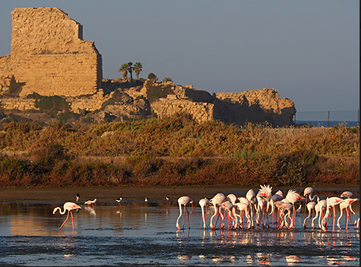 Wikipedia contest taking Israeli heritage to a new level