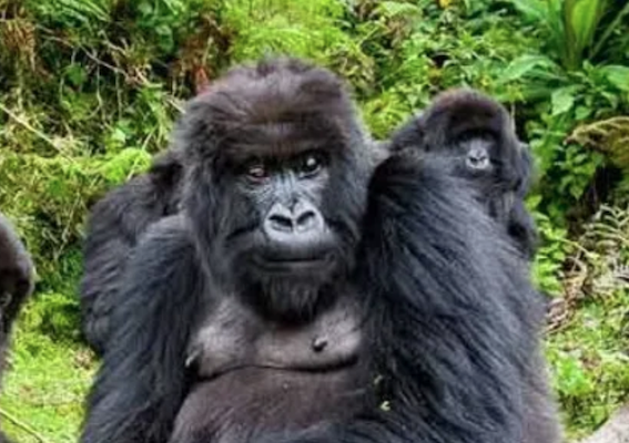 Gorilla Hike, Rwanda – Kosher and Shomer Shabbos