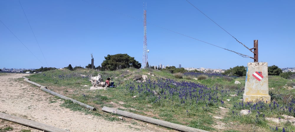 Turmus: Israel’s Beautiful Lupine Flowers
