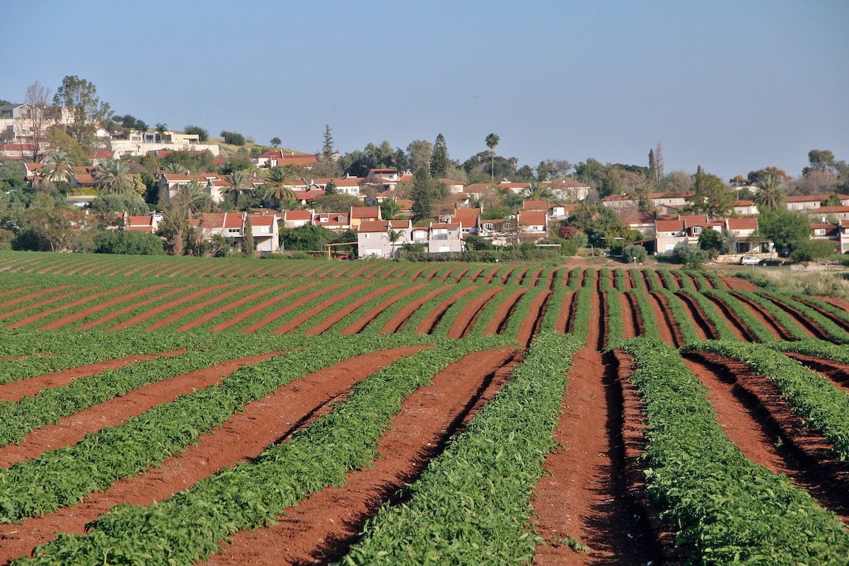 Caesarea, Wine Country, and Kibbutz Experience Tour