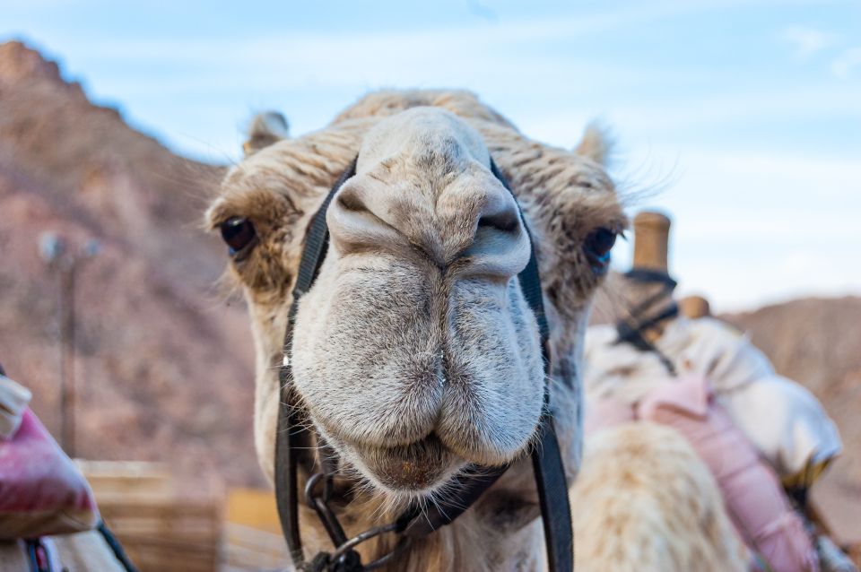 Camel Safari with Bedouin Meal