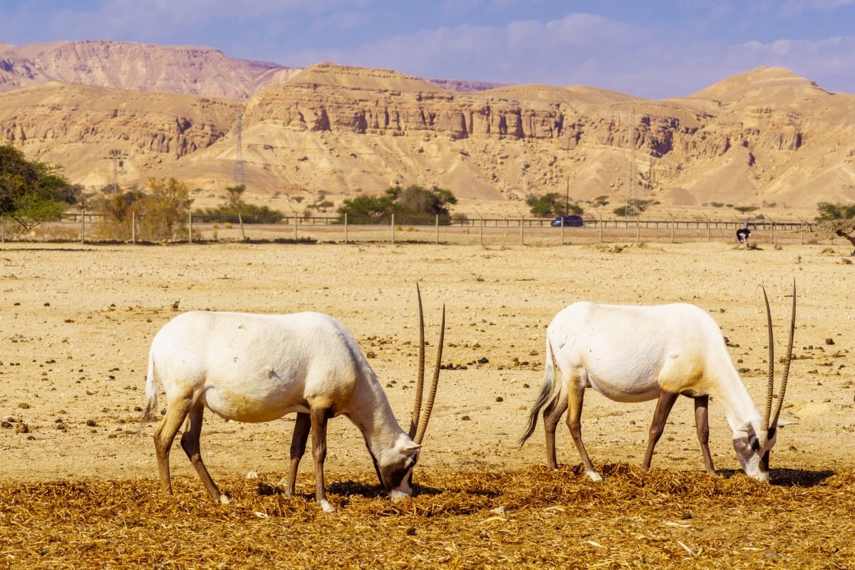 The Eilat-Mitzpe Ramon Region, Israel: The Desert is Where Life Can Begin Again